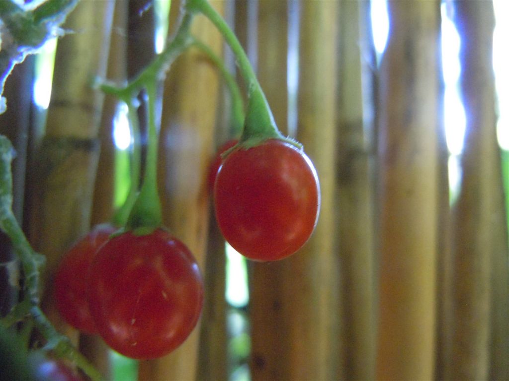 Solanum dulcamara